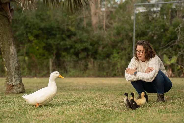 Jill Futrell watching over the duck family