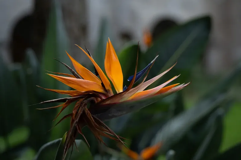 Bird of paradise flower with orange and blue petals and dark stamens blooms in close-up.