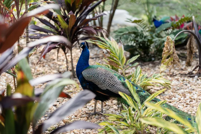 A peacock strolling through the tropical garden at Fountain of Youth with colorful bromeliads all around