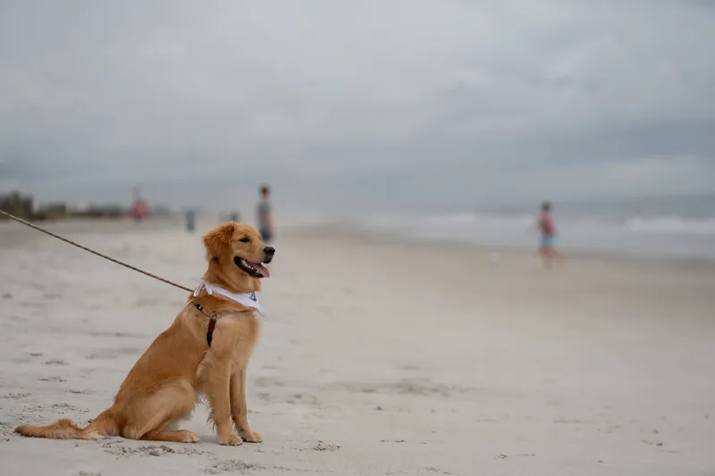 Butter, a golden-brown dog in a tan harness, sits attentively on the sand while Ashley and Craig wade in the background