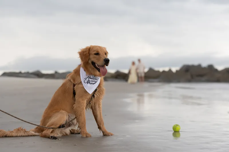 Butter sits attentively on the wet sand with a toy ball nearby, Ashley and Craig visible in the distance at Vilano Beach.
