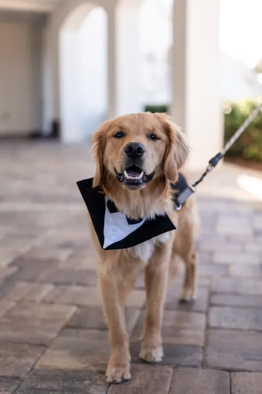 Golden retriever wearing a black bow tie stands alert on a stone patio at Sawgrass Marriott Golf Resort & Spa.
