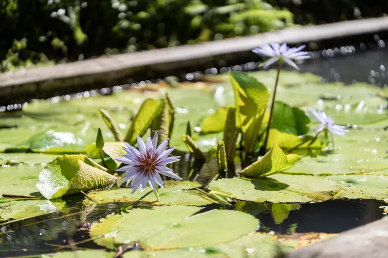 Purple water lilies and green lily pads float in a shallow pool at the Lightner Museum Courtyard.