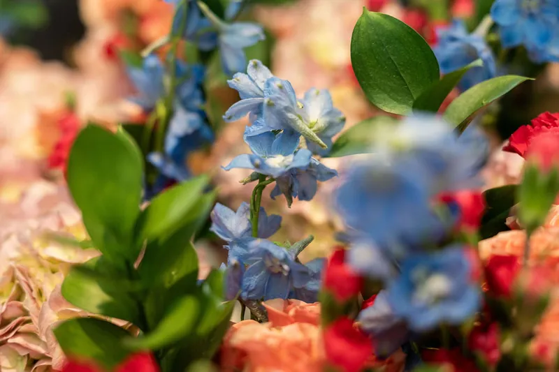 Blue delphinium flowers and coral roses create a soft, layered floral arrangement in close detail.