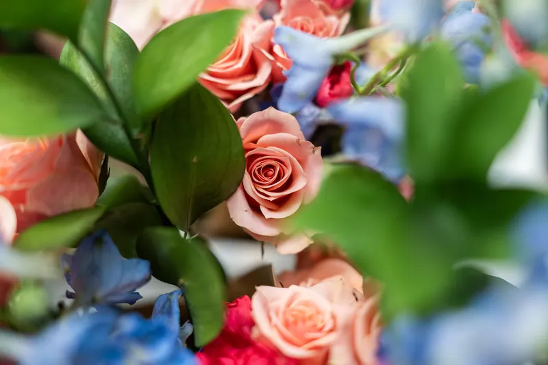 Peach-colored roses nestle among blue delphiniums and green foliage in an intimate macro shot.