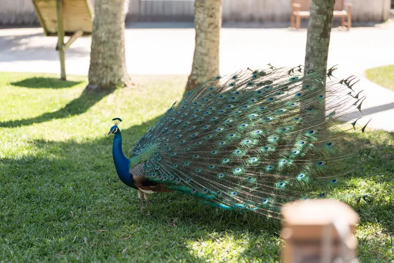A peacock displays its vibrant tail feathers on green lawn with birch trees at the outdoor wedding venue.