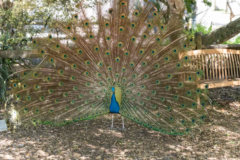 A peacock stands with full tail fanned open among trees at the venue grounds where Danielle & Von married.