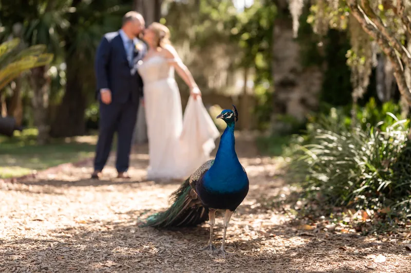 A peacock struts across the foreground while Von and Danielle walk together in the background.
