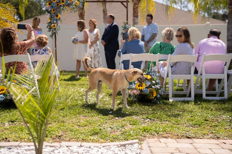 A golden dog walks across the lawn in front of seated guests arranged in white chairs, with the decorated ceremony space visible behind.