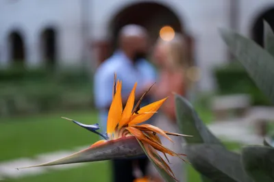 Bird of paradise flower in focus with blurred couple in garden background