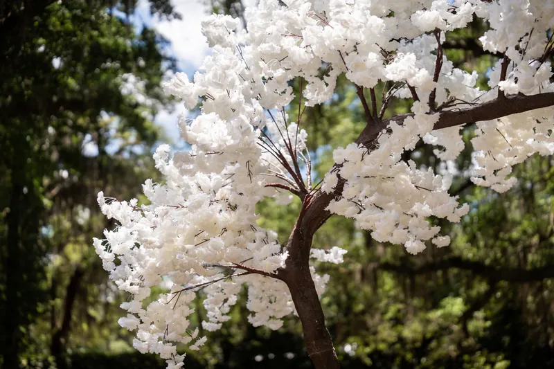 Close-up of white blossoms clustered on dark branches against green foliage and blue sky.