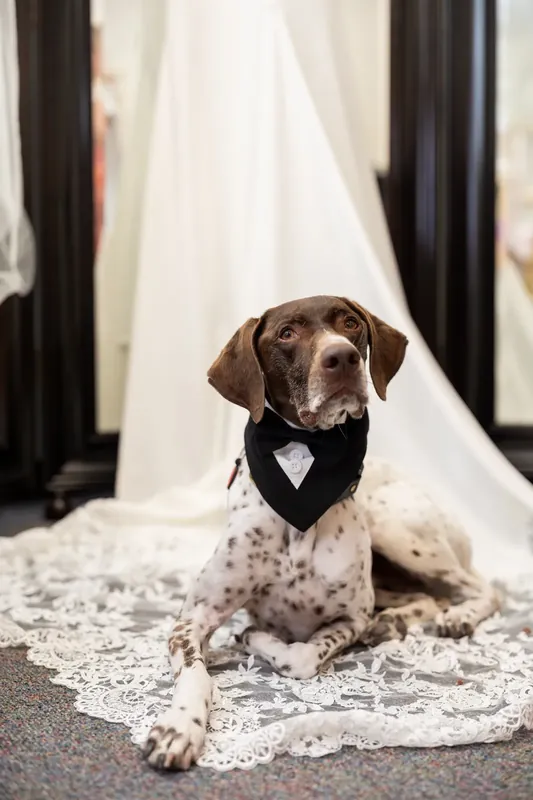 Brown and white dog in black bow tie sits on lace in front of Jenna's flowing white wedding gown at the Lightner Museum.