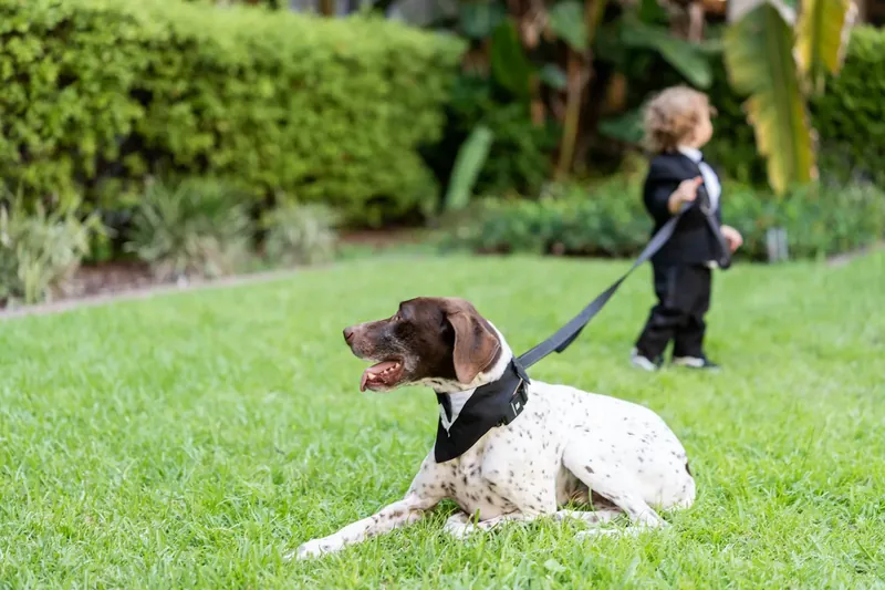 Brown dog wearing a bow tie lies on the grass at Lightner Museum Courtyard while family members gather behind.