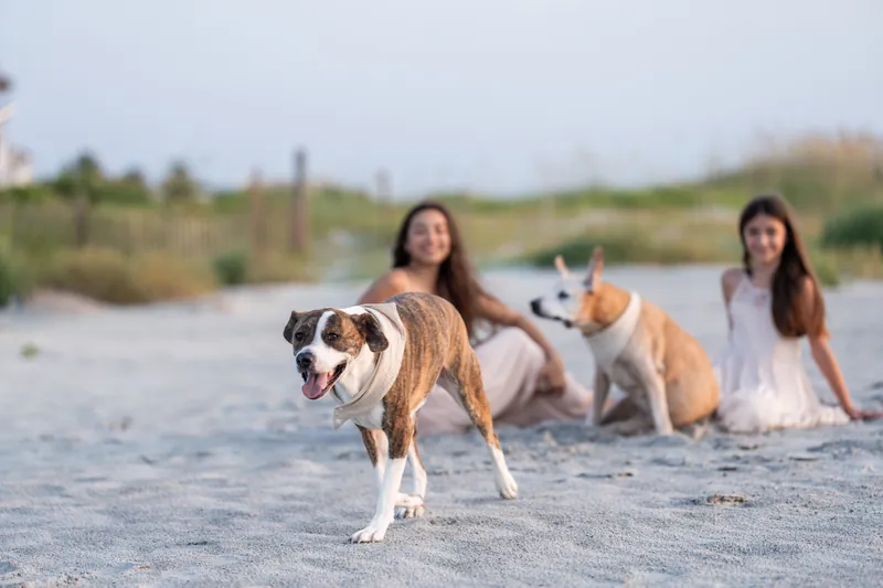 Two women in light-colored dresses sit on the sand with two dogs, one brown and white and one cream-colored, with beach