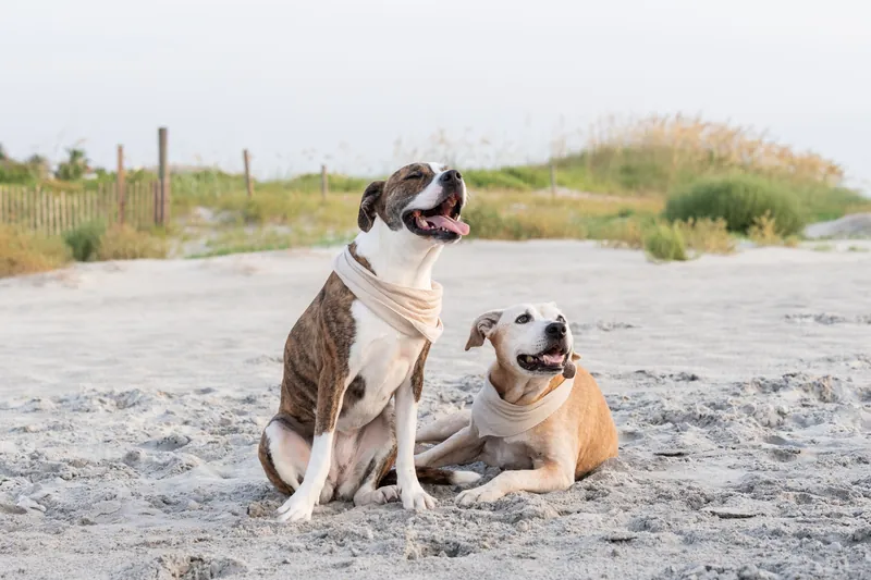 A brown and white dog sits upright on the sand next to a smaller tan and white dog lying down, with beach dunes in the soft