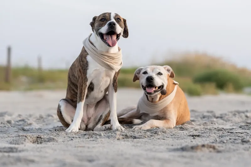 Two dogs sit together on sand—one wearing a cream-colored scarf, the other brown and tan—with vegetated dunes behind.