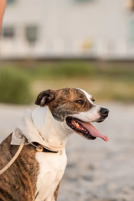 Brindle and white dog wearing a cream-colored bandana, mouth open in a happy expression, with blurred buildings behind.