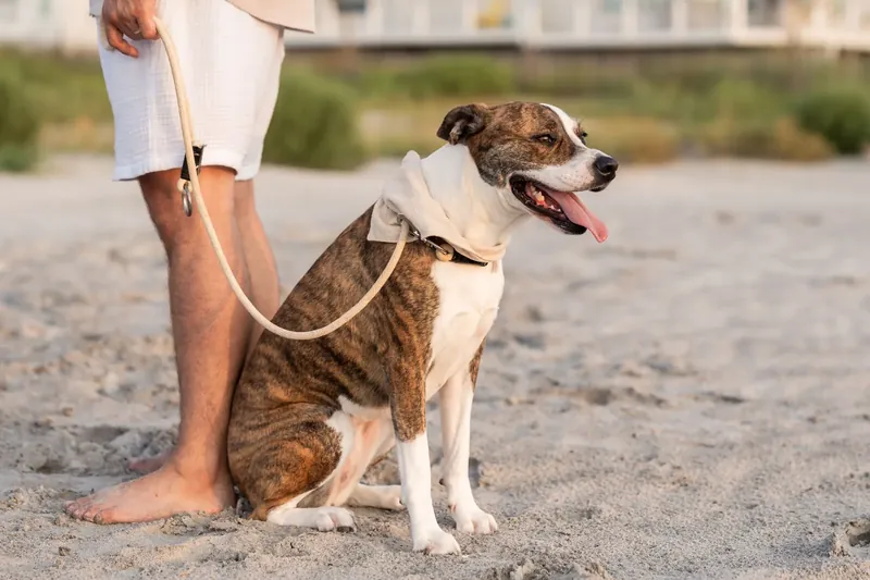 Person in white pants holding a leash connected to a seated brindle and white dog on sandy ground.