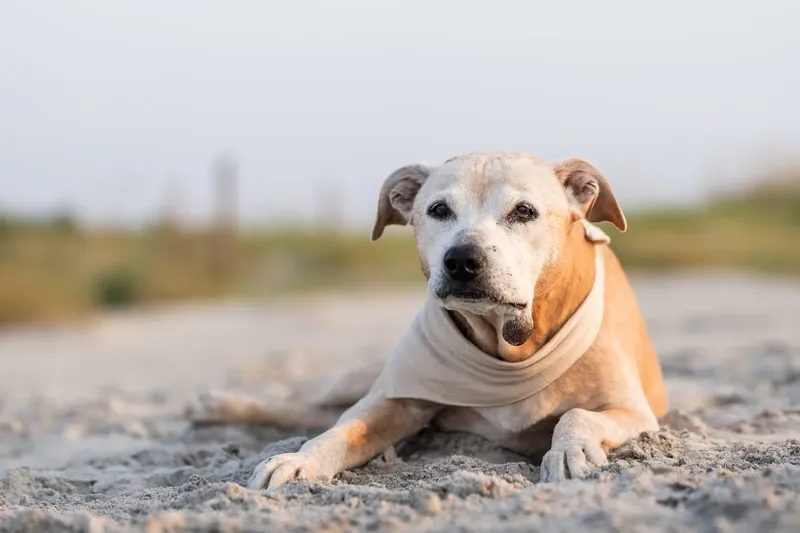 Tan dog with white chest lying down on sand, wearing a cream bandana, facing the camera with calm expression.