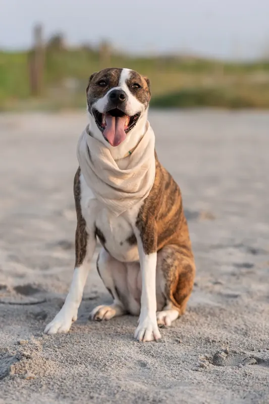 Brindle and white dog sitting upright on sand, tongue out, wearing a cream-colored bandana around its neck.