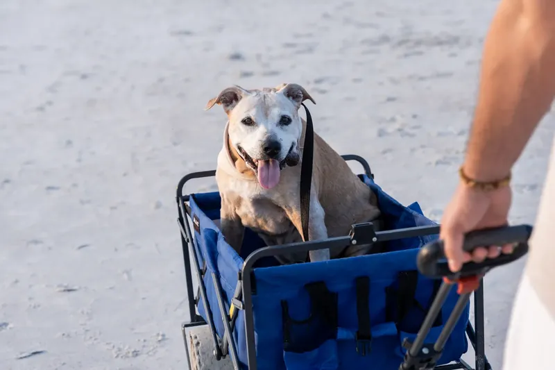 A friendly dog sits in a blue beach wagon with its mouth open in a smile while someone in casual clothing stands beside it.