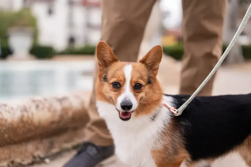Bonnald the corgi looking at camera with happy expression near fountain in downtown St. Augustine