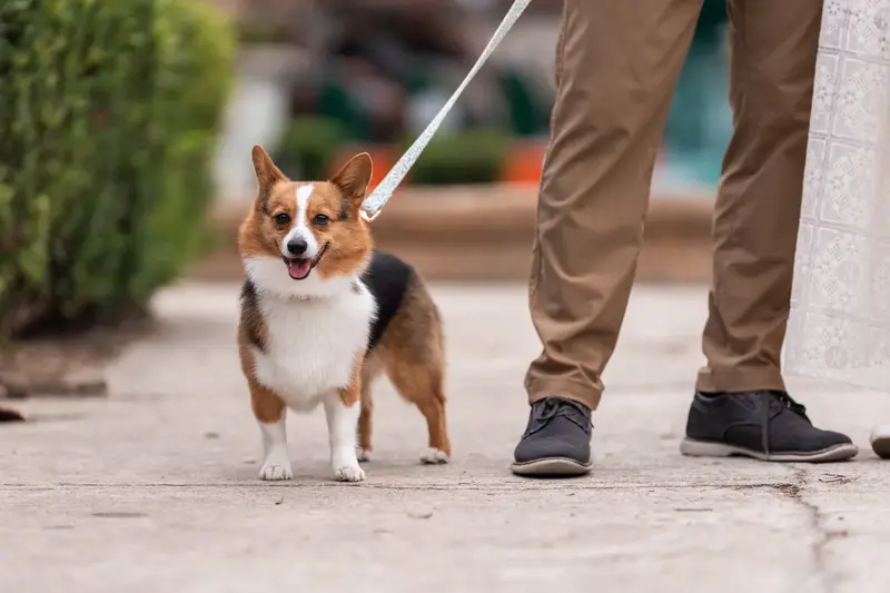 Bonnald the corgi walking on leash with couple's feet visible behind