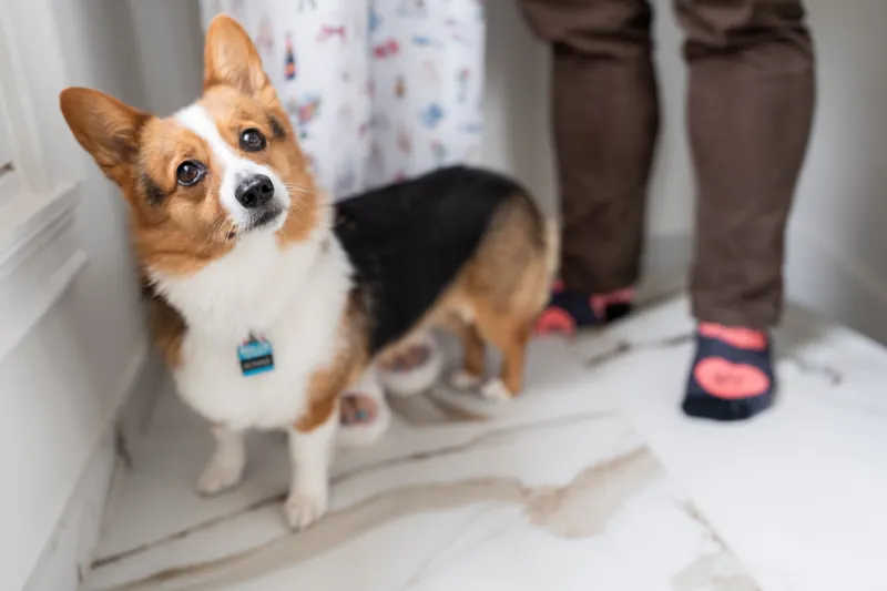 Corgi in a blue collar sits on white marble flooring beside someone in brown dress pants and pink socks at the Lightner Museum.