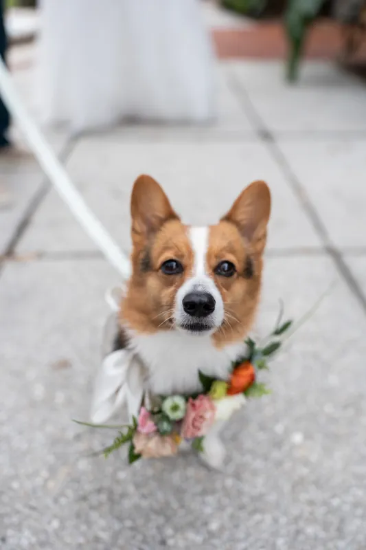 A red and white corgi looks up at the camera while wearing a small floral garland around its neck on stone pavement.