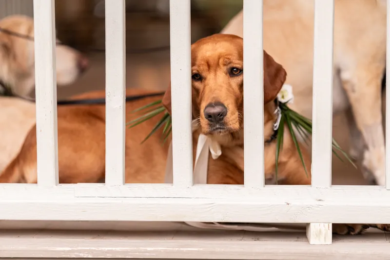 Dog peeking through white porch railing wearing a floral garland
