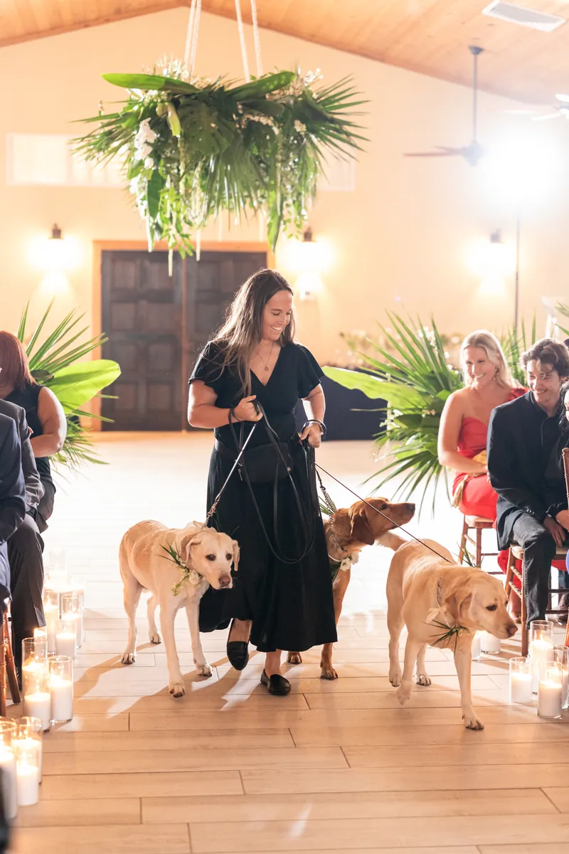 Three dogs walking down the aisle with their handler wearing floral garlands as guests watch