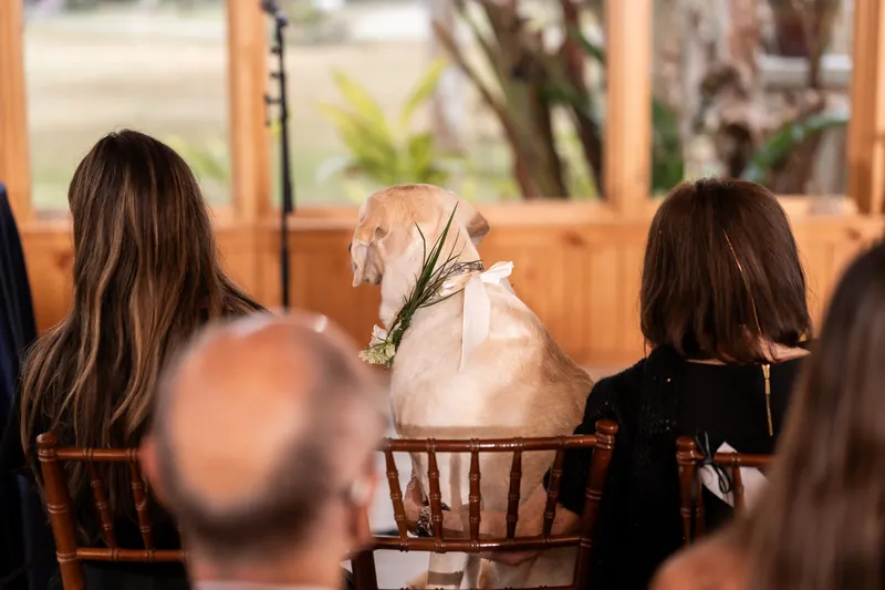Dog sitting in a chair watching the ceremony from behind wearing a floral garland and bow