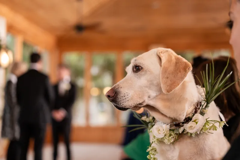 Yellow lab in profile watching the ceremony wearing a floral collar