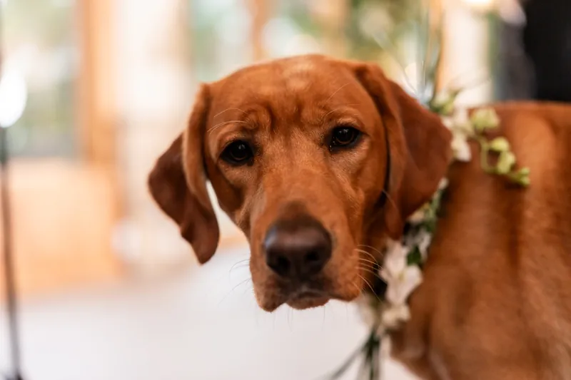 Close-up of red lab wearing a floral garland during the ceremony