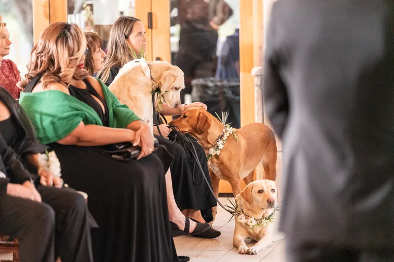 Three dogs sitting among guests during the ceremony wearing floral garlands