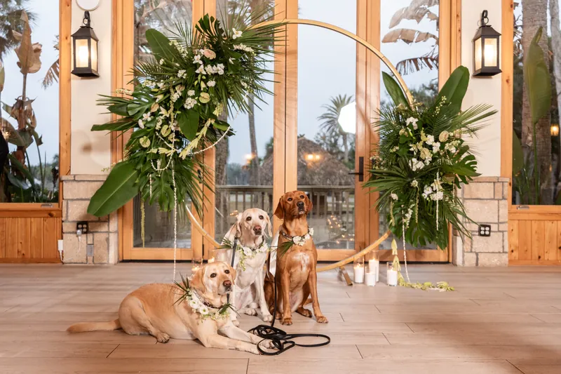 Three dogs posing in front of the gold ceremony arch with tropical greenery