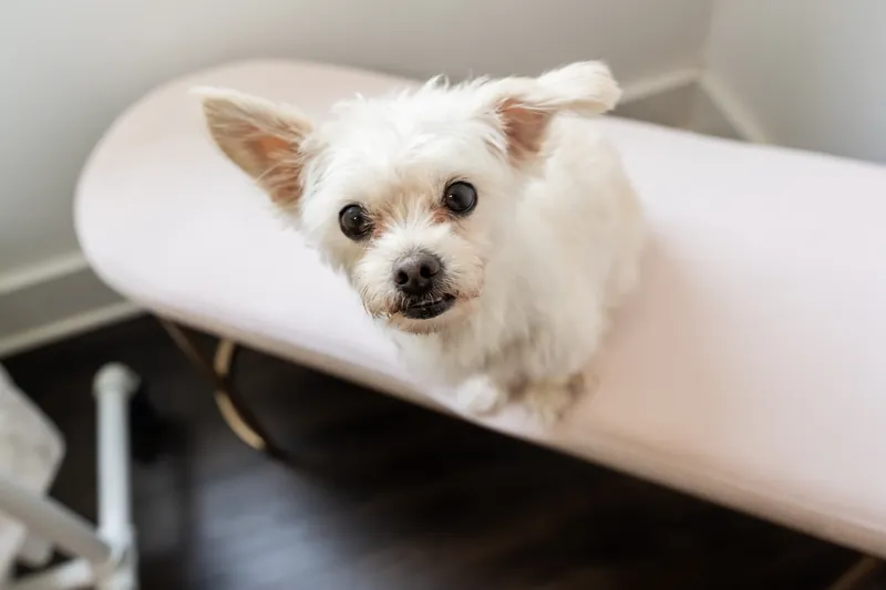 A small white dog with tan ears peers directly at the camera from a rolled white fabric at Tebault Bridal.