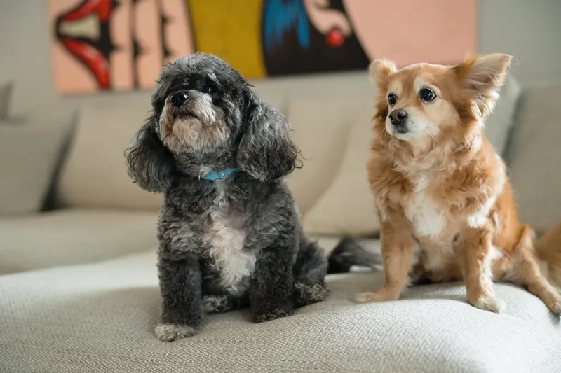 A black-and-white shih tzu and tan chihuahua sit together on a beige sofa in a bright room.
