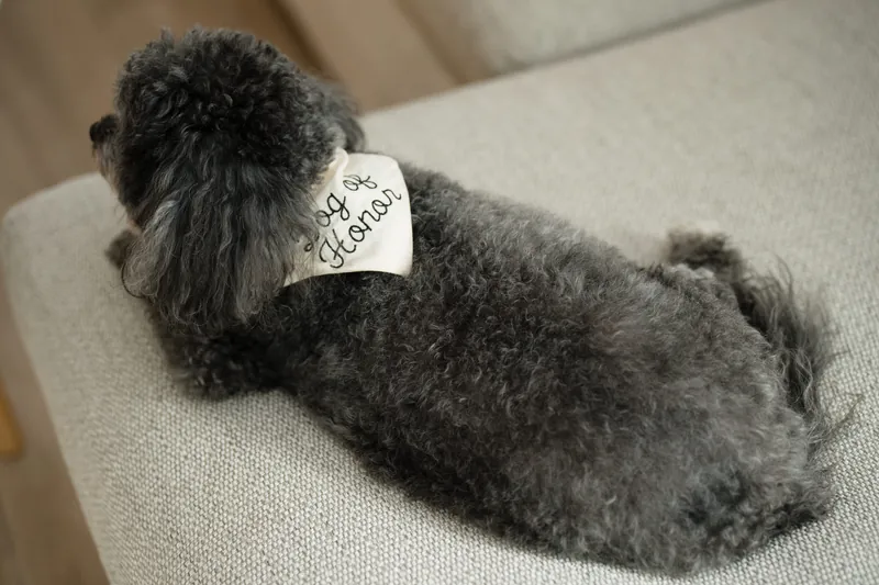 Small gray dog wearing a white name tag lies on a neutral fabric surface.