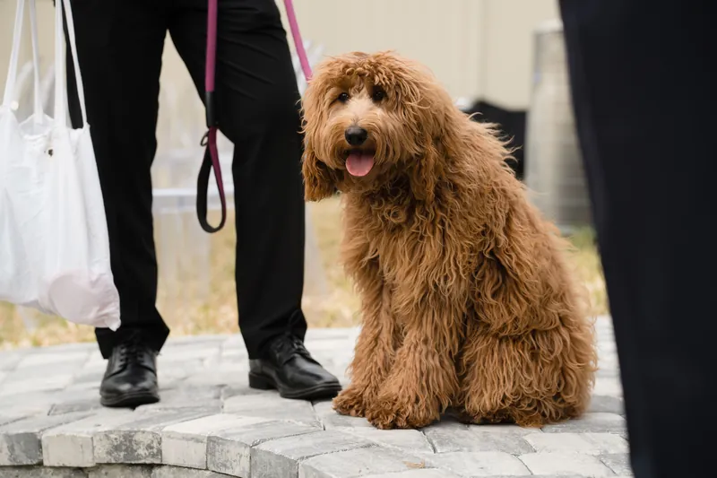 A fluffy golden-brown dog sits on a paved surface, held by a leash next to formally dressed wedding guests.
