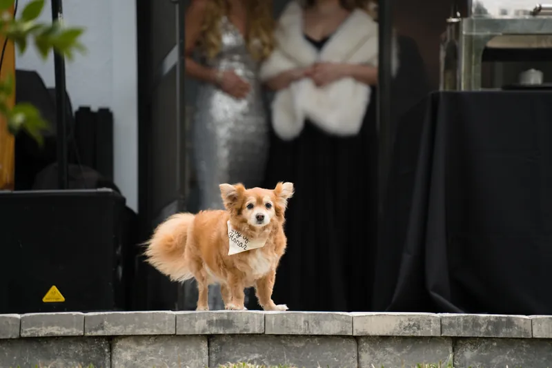 A reddish-brown dog wearing a pearl collar sits on a step, framed by wedding guests in formal wear.