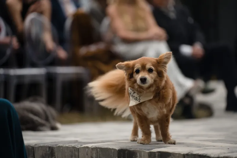 A golden dog with a white chest stands alert on pavement, wearing a decorative collar, surrounded by seated wedding guests.