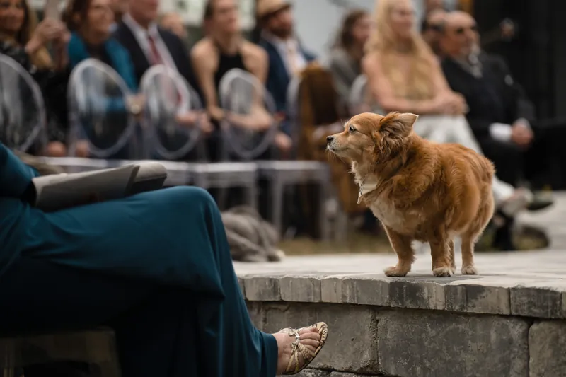 Reddish-brown dog looks toward someone in a teal jacket kneeling nearby, with blurred guests and a stone ledge behind.