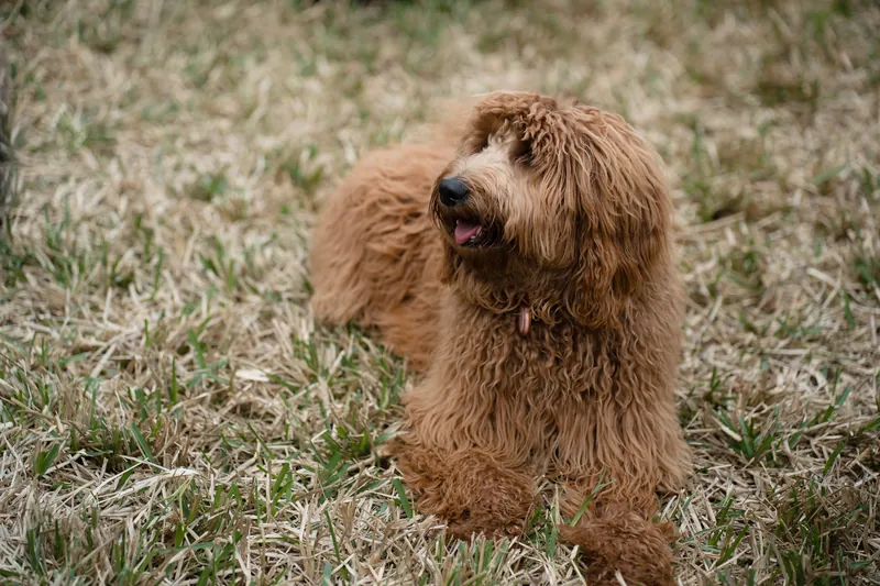 A reddish-brown dog with shaggy fur sits on grass, gazing upward with a calm expression.