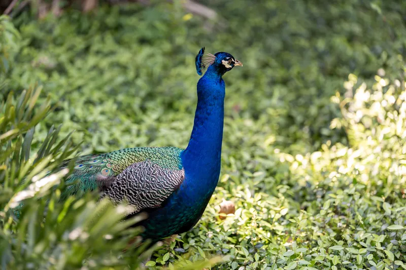 A vibrant blue peacock struts through lush green grounds at the historic park.