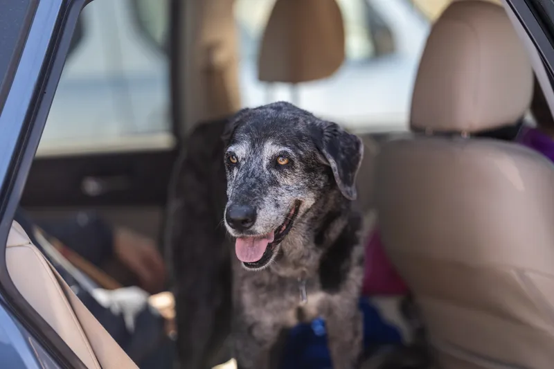 Family dog looking out the car window with tongue out after the session