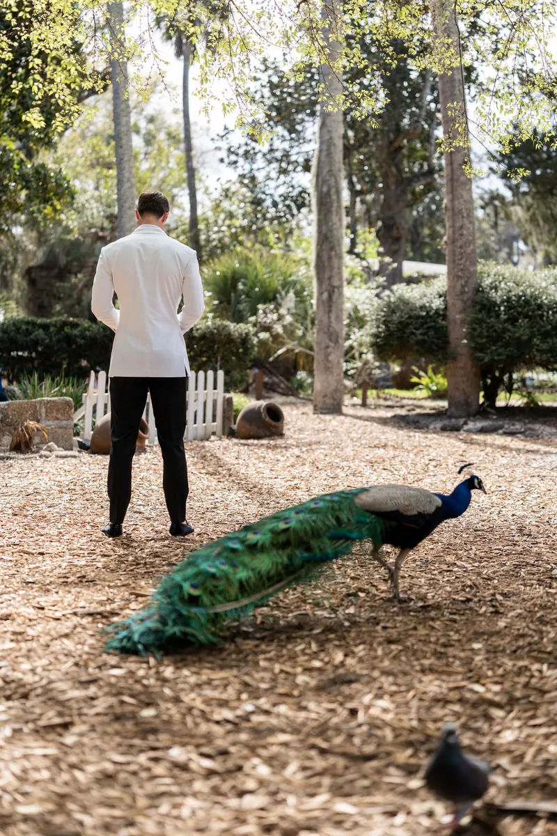 Groom walking with a peacock on the grounds of the Fountain of Youth