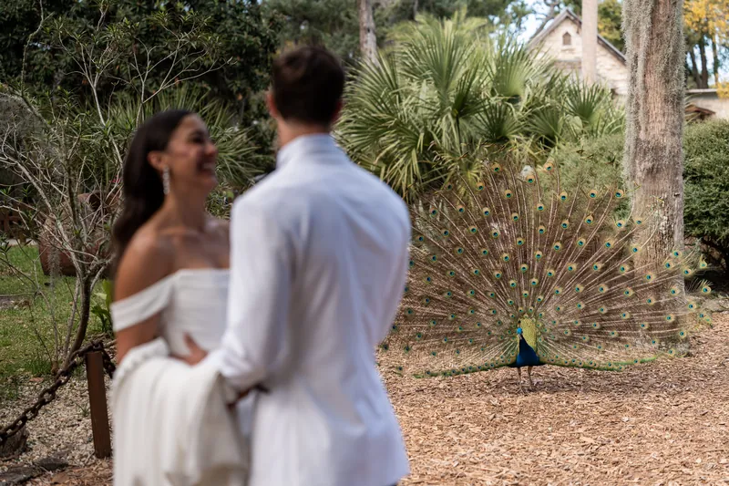 Peacock displaying full plumage behind bride and groom during portraits
