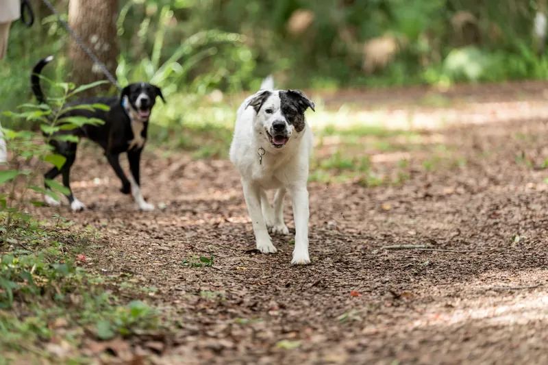Two dogs trot along a garden path ahead, a black and white mix leading with a dark companion following closely behind.