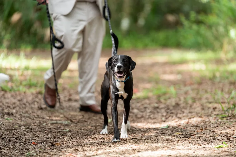 Matthew walks his black and white dog down a shaded pathway, the pup trotting beside him with its tongue out.